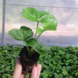 Listovi jagode požute: šta učiniti